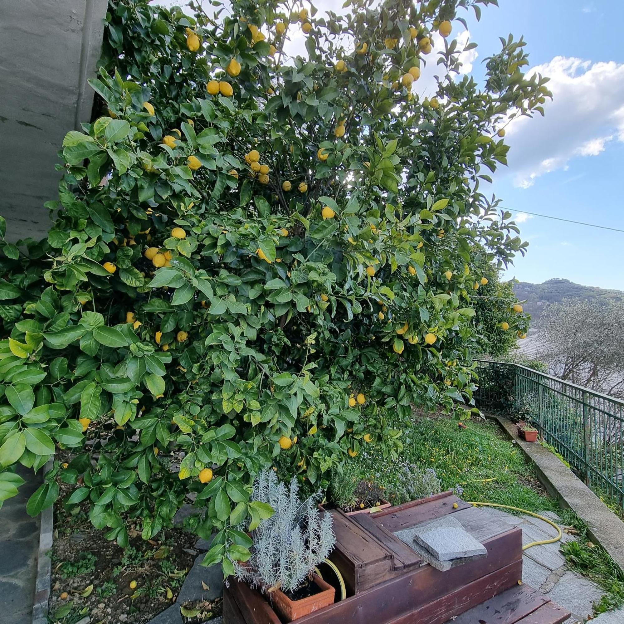 Cogorno B&B La Terrazza Sui Fieschi المظهر الخارجي الصورة